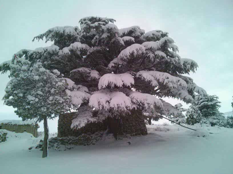 العاصفة الثلجية في عكار