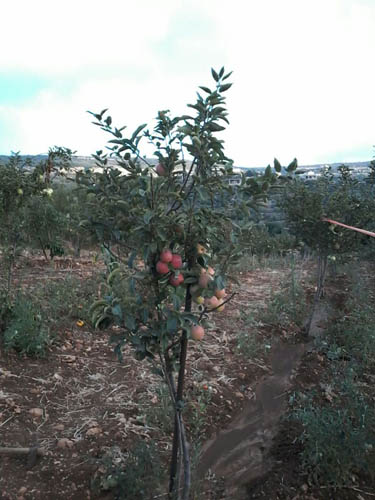 موسم العنب والتفاح في القرى الجنوبية