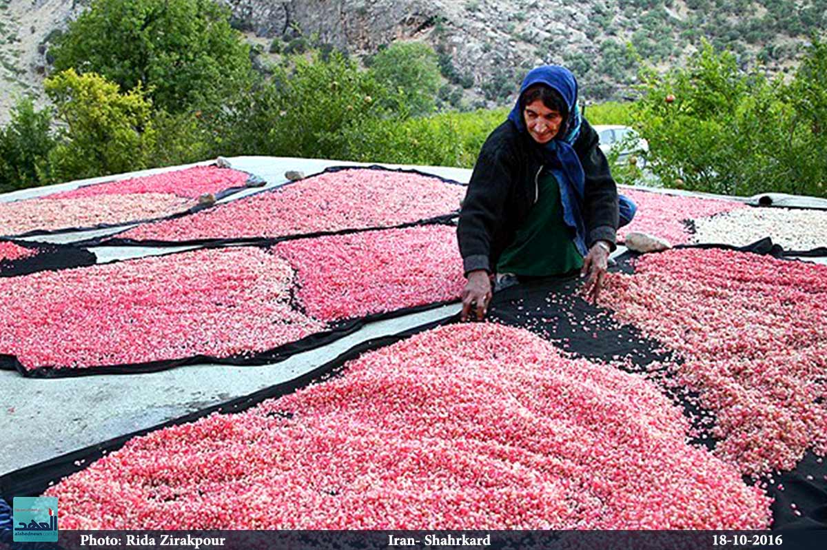  قطاف الرمان في قرية دورك اناري في إيران - 18-10-2016