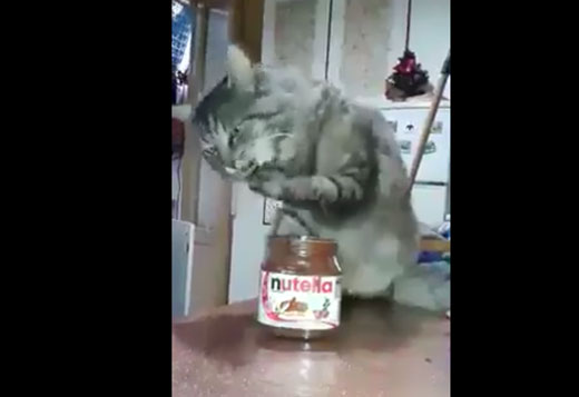 حتى القطط تحب الشوكولا