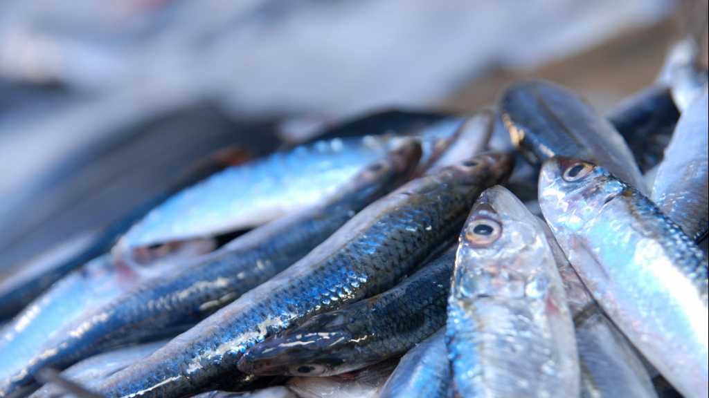 أثر تجميد السمك على فوائده الغذائية