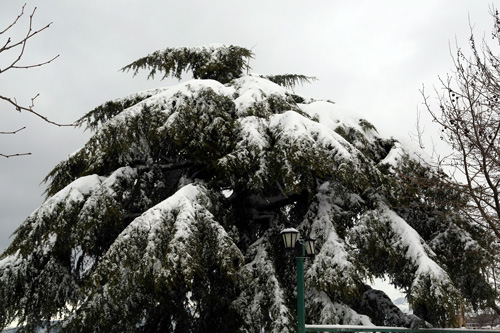 أجمل صور رسمها الثلج في جبل لبنان