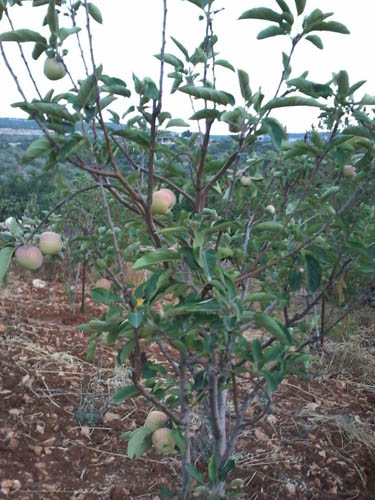 موسم العنب والتفاح في القرى الجنوبية
