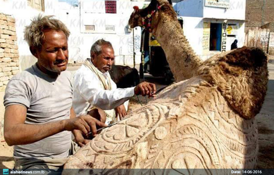 فنانون يحولون «سفينة الصحراء» إلى لوحات فنية مثيرة