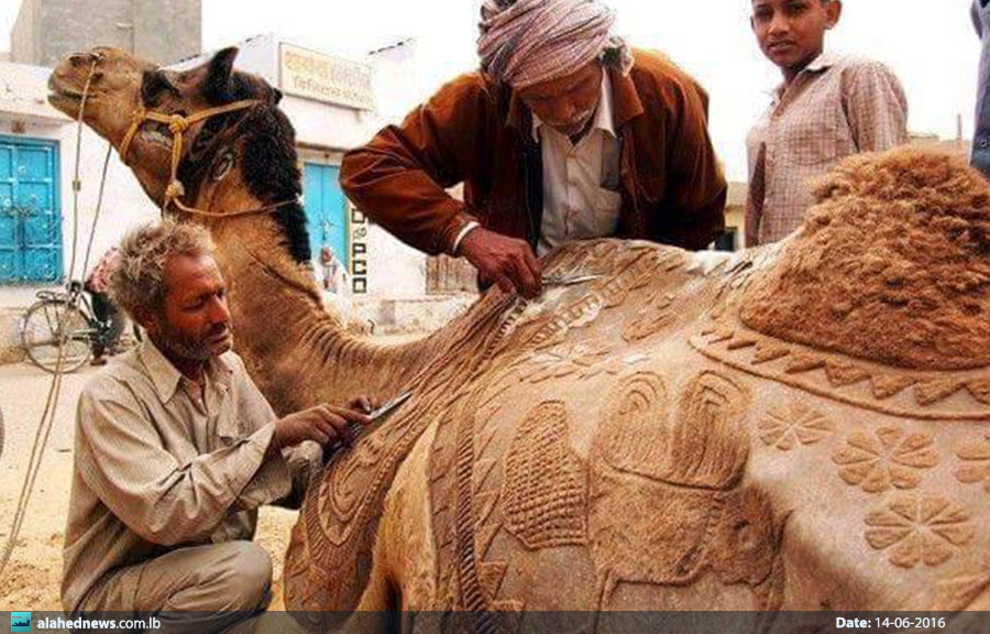 فنانون يحولون «سفينة الصحراء» إلى لوحات فنية مثيرة