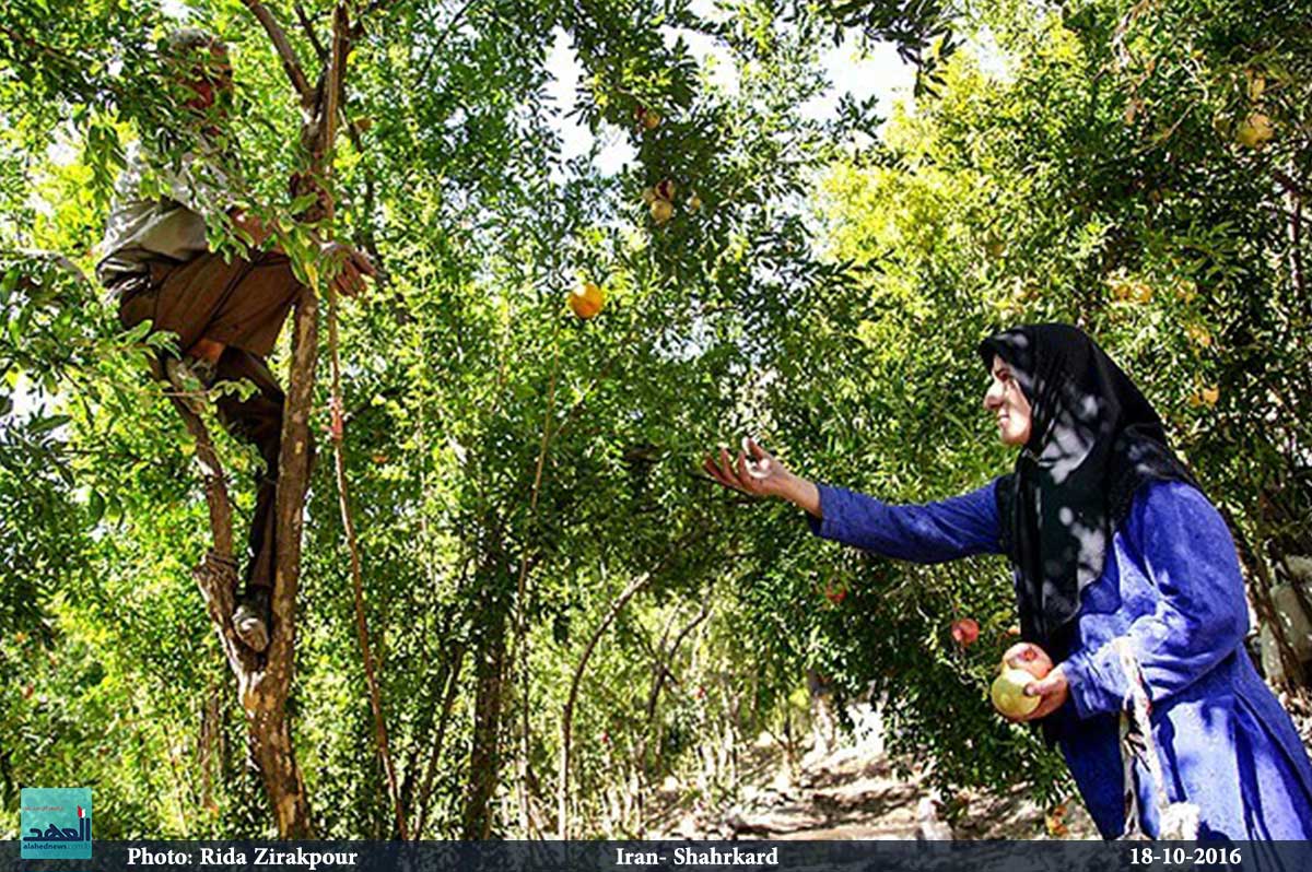  قطاف الرمان في قرية دورك اناري في إيران - 18-10-2016