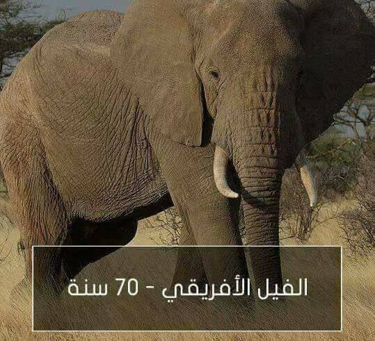اطول الحيوانات عمراً