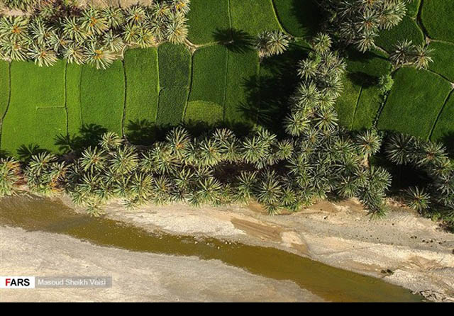 بساتين النخيل جنوب شرق ايران