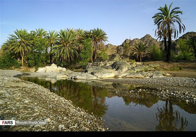 بساتين النخيل جنوب شرق ايران