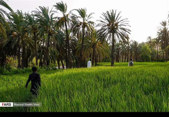 بساتين النخيل جنوب شرق ايران