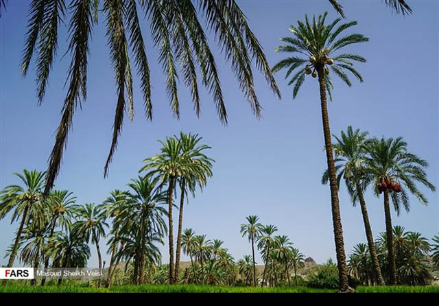 بساتين النخيل جنوب شرق ايران