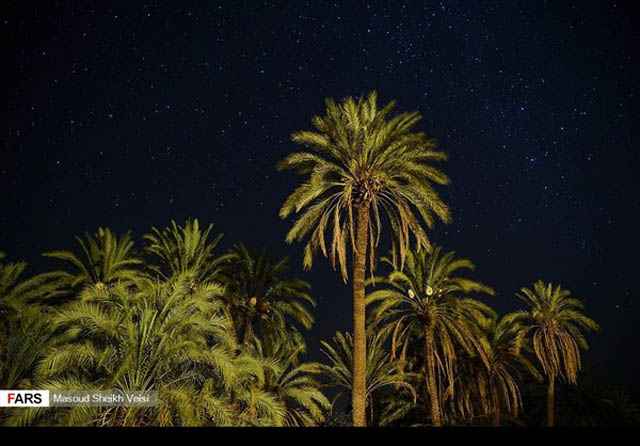 بساتين النخيل جنوب شرق ايران