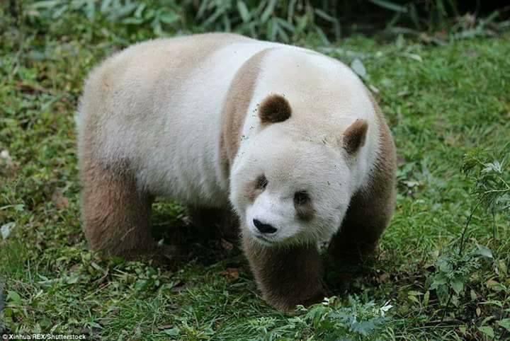 الباندا الوحيد في العالم بلون بني وابيض!