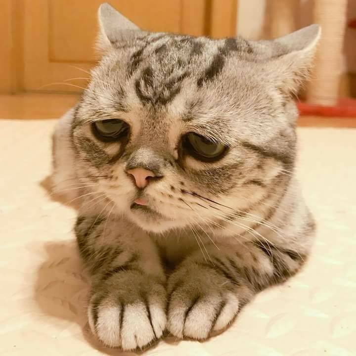 القطة الأكثر حزناً في العالم
