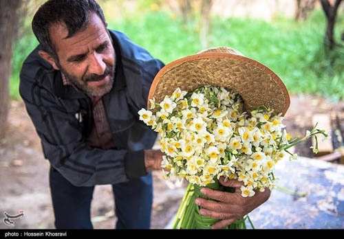 صور رائعة لأزهار النرجس في إيران