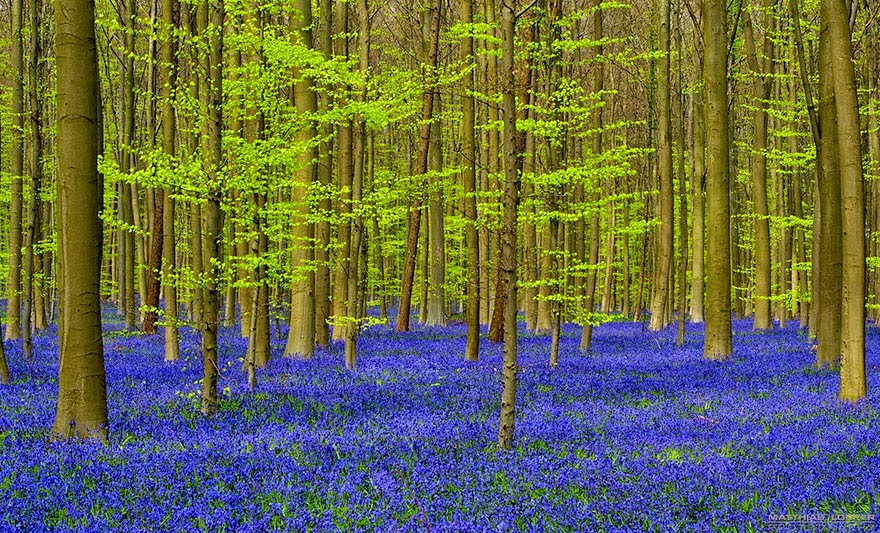 غابة زهور البلابل في بلجيكا