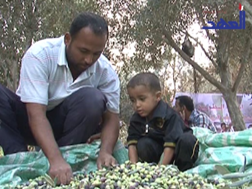 حتى الزيتون الفلسطيني .. متضرر من العدوان الصهيوني