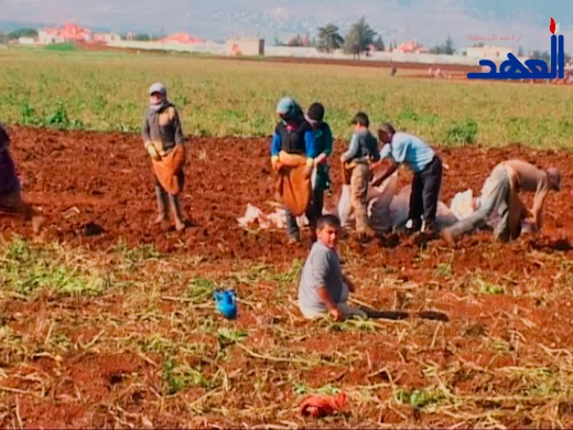 مزارعو البطاطا في البقاع يعانون من تصريف الانتاج