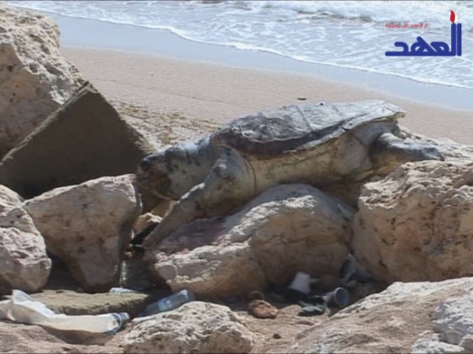 سلاحف بحرية ضخمة تنتحر على شواطئ طرابلس!