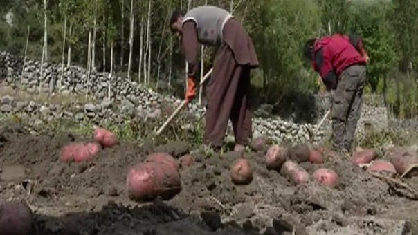 بلدة جبلية تنتقل من زراعة البطاطا الى العمل على الانترنت