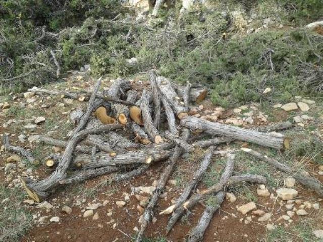 قطع أشجار معمرة بكميات كبيرة في غابات الضنية والهر
