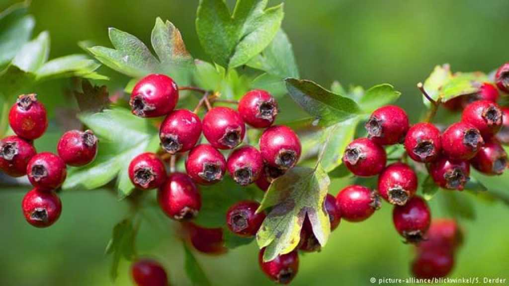 ثمرة ’الزعرور’... نبتة خريفية بفوائد علاجية!