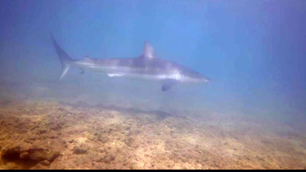 لا تخافوا سمك القرش على شواطئ لبنان!